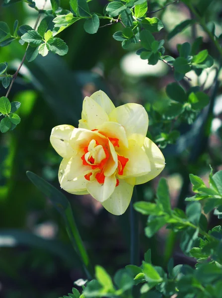 Yellow daffodil — Stock Photo, Image