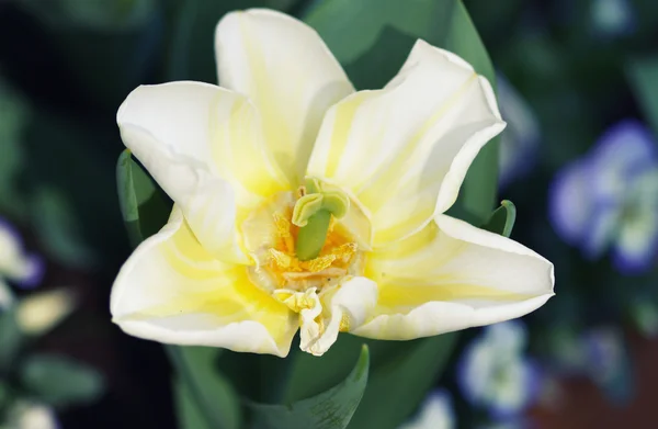 Yellow daffodil — Stock Photo, Image