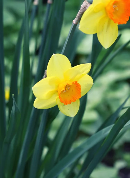 Yellow daffodils — Stock Photo, Image