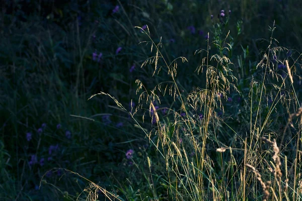 Травы и цветы летом — стоковое фото