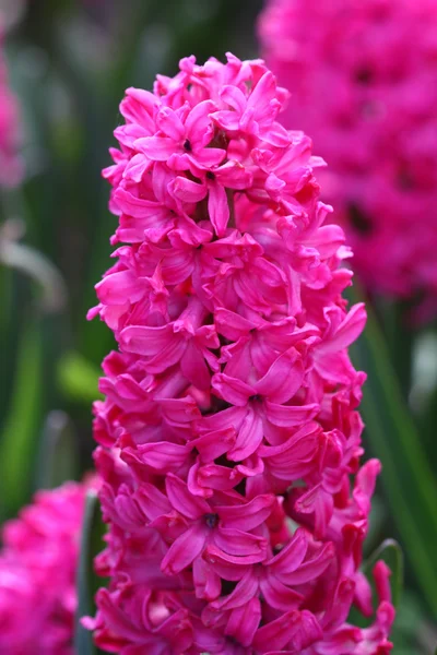 Pink flowers hyacinth — Stock Photo, Image