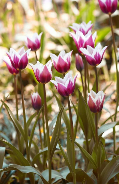 Tulipan kwiat zbliżenie — Zdjęcie stockowe