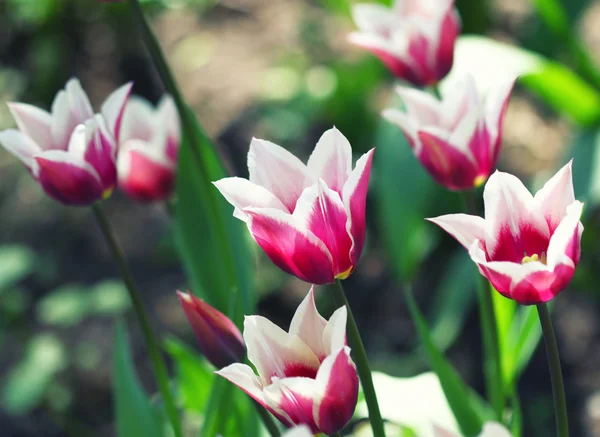 Tulipan kwiat zbliżenie — Zdjęcie stockowe