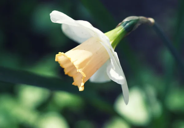 Shot of daffodils — Stock Photo, Image