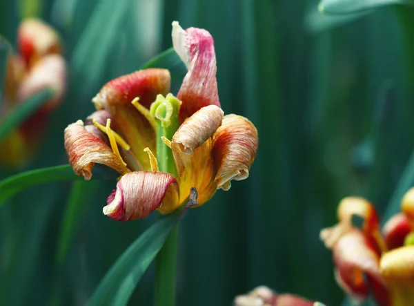Tulip flower defloration — Stock Photo, Image