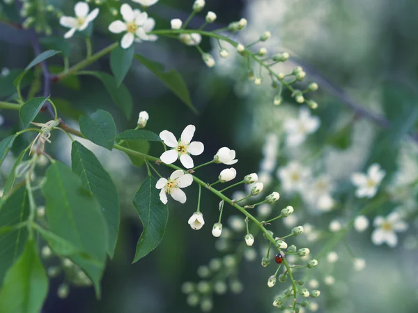 Wiosenne kwiaty z biedronka — Zdjęcie stockowe