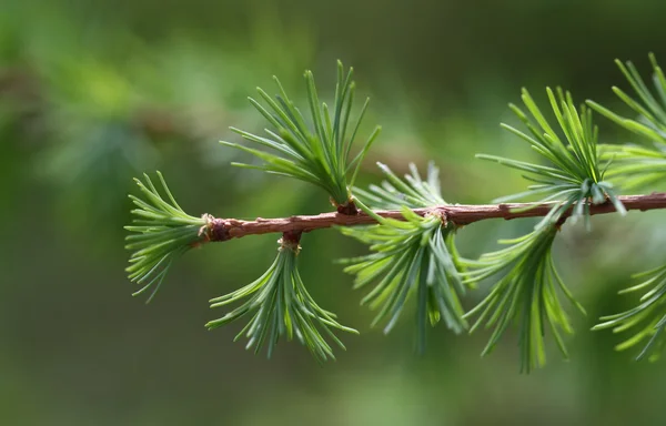 Сedar — Stok fotoğraf