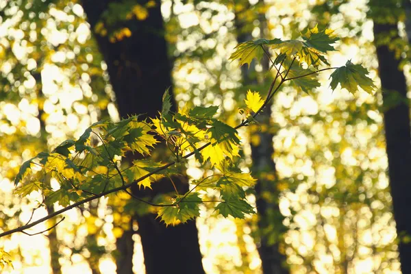 Maple leaves on the branch Royalty Free Stock Photos