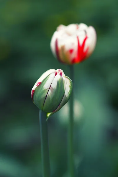 Paarse tulp Stockfoto