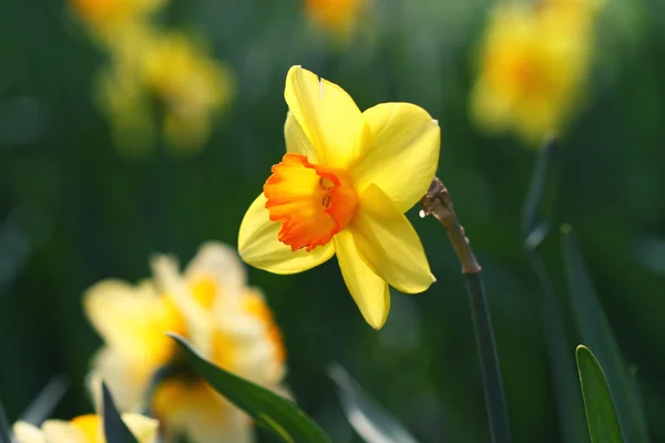 Gele narcissen Stockfoto