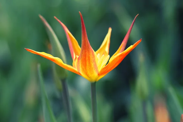 Tulip flower Stockafbeelding