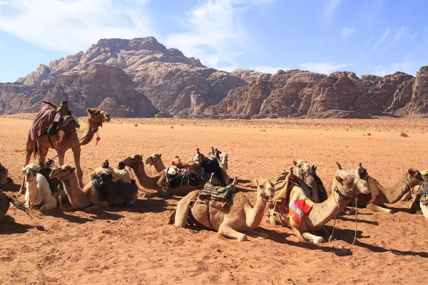 Camellos — Foto de Stock