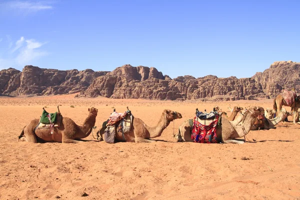 Camelos — Fotografia de Stock