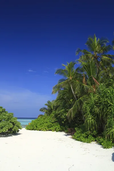 Tropischer Strand — Stockfoto