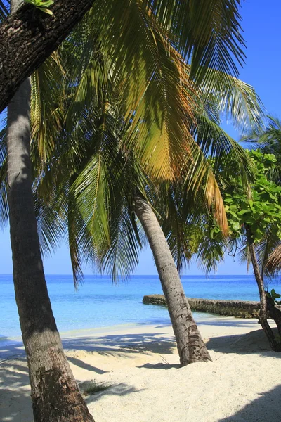 Tropical beach — Stock Photo, Image