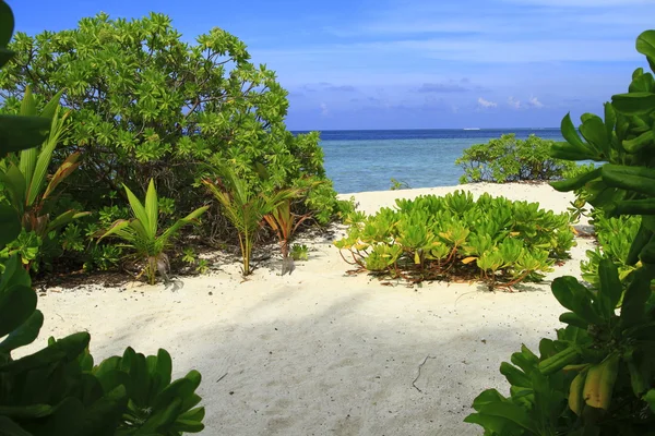 Tropischer Strand — Stockfoto