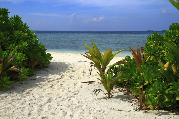 Tropischer Strand — Stockfoto