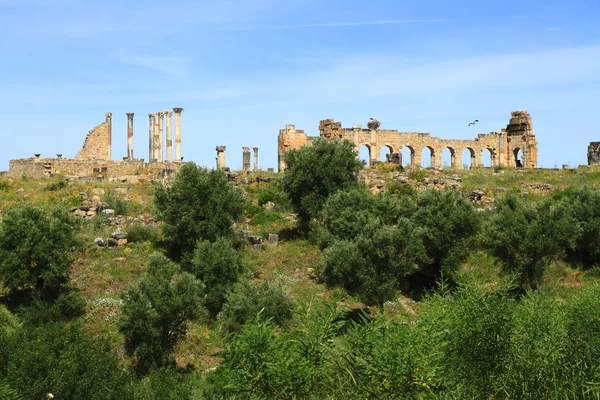 Volubilis — Stockfoto