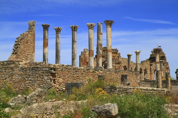 Volubilis — Stockfoto