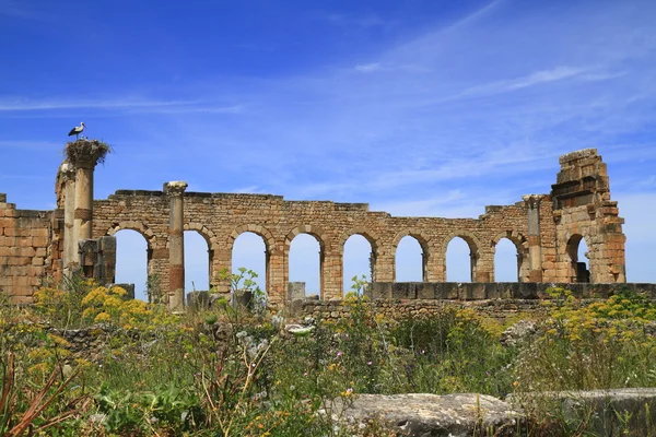 Volubilis — Fotografia de Stock