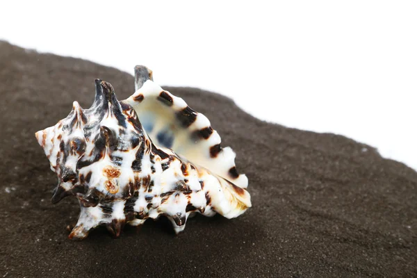 Sea shell — Stockfoto