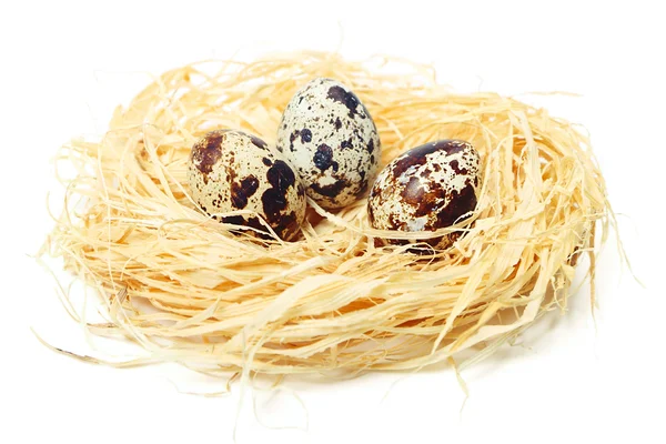 Quail eggs — Stock Photo, Image