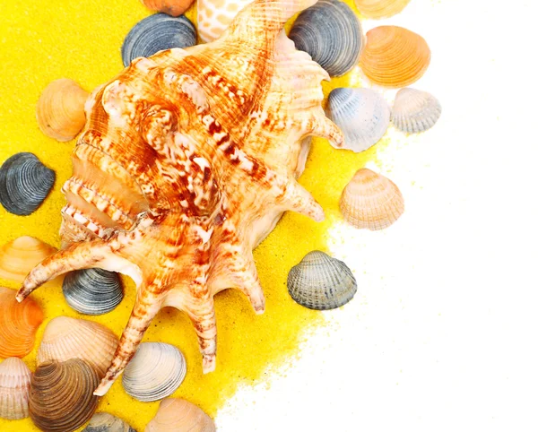 Sea shells — Stock Photo, Image