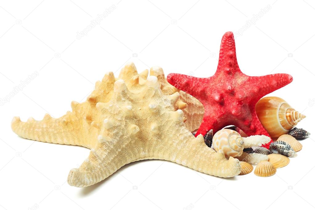 Sea star