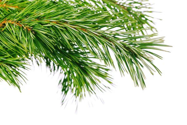 Pine branch — Stockfoto