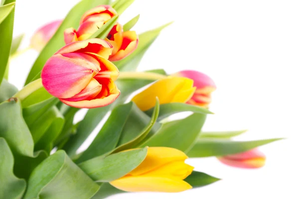 Tulpen — Stockfoto