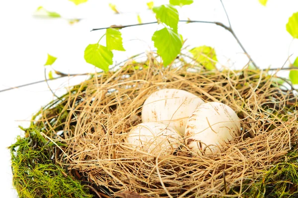 Das Nest — Stockfoto