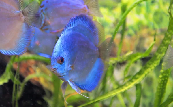 South american discus fish — Stock Photo, Image