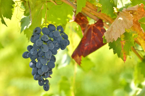 Rote Trauben im Weinberg — Stockfoto