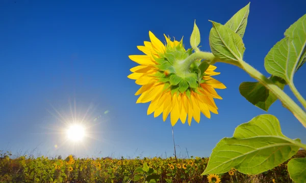 Girasol — Foto de Stock