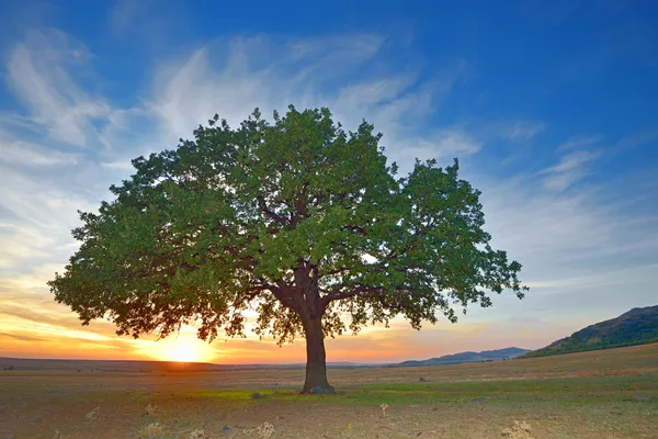 Tre i en åkersommer – stockfoto