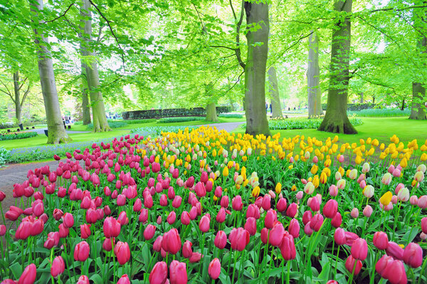 Keukenhof gardens