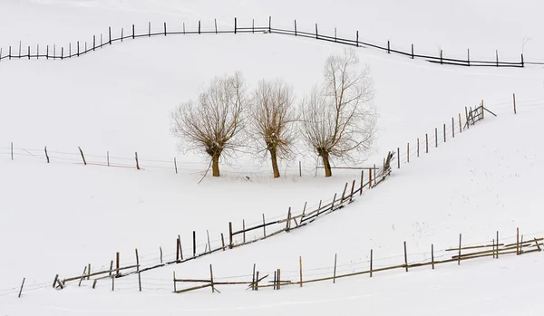 Alberi in inverno e recinzioni — Foto Stock