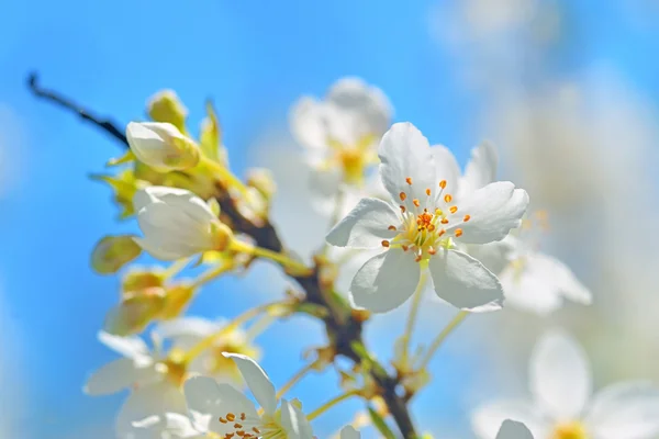 Blossoming tree brunch with white flowers — Stock Photo, Image