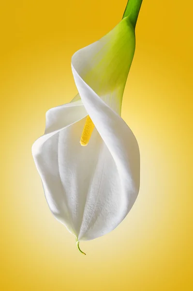 Weiße Calla — Stockfoto