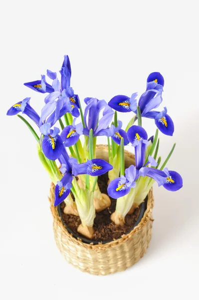 Blauwe Iris — Stockfoto