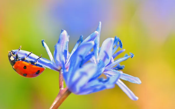 Enda nyckelpiga på Violetta blommor — Stockfoto