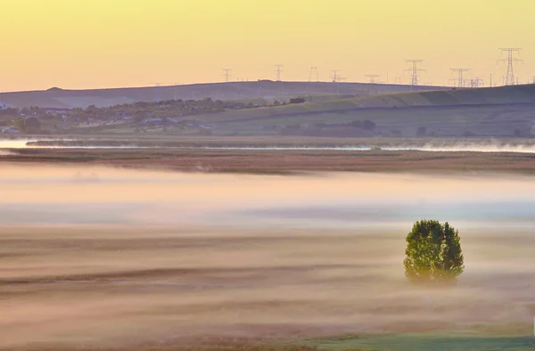 Misty morning with maple tree — Stock Photo, Image