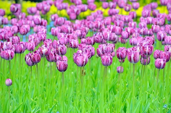 Tulips on field — Stock Photo, Image