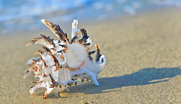 Muschel am Strand — Stockfoto