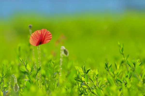 Flor de amapola y cielo — Foto de Stock