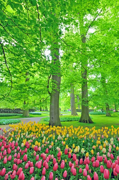 Tulipas de primavera no parque — Fotografia de Stock