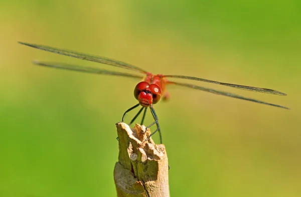 Eine rote Libelle — Stockfoto