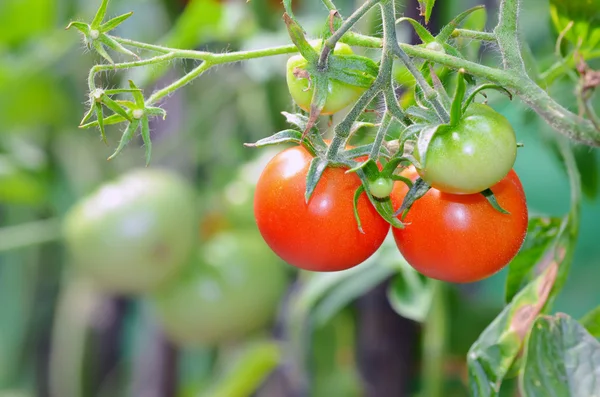 Rijp rood en onrijpe tomaten — Stockfoto