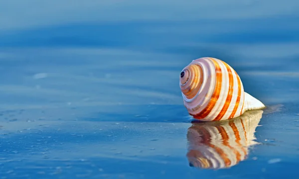 Shell em uma praia com reflexão — Fotografia de Stock