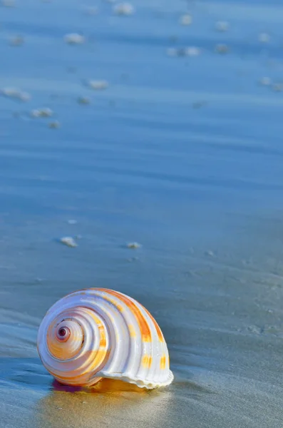 Kabuk bir plajda — Stok fotoğraf